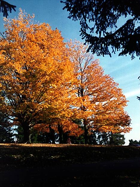 Image of some trees with their leaves changing.