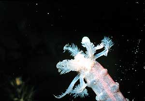 Image of sea cucumber.