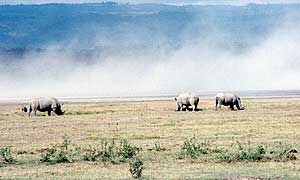 Image of dust storm on the African Savannah.