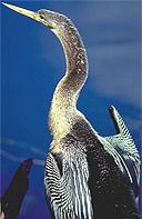 Image of an Anhinga.