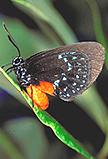 Image of an Atala buttefly.