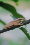 Image of a frog in a tree.