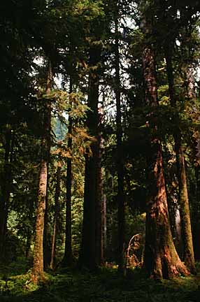 Image of a forest.