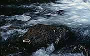 Image of water flowing over some rocks in a stream.  This image links to a more detailed image.