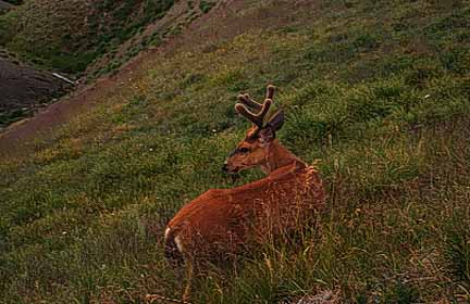 Image of a Columbia black tail deer near treeline in Olympic National Park, Washington.