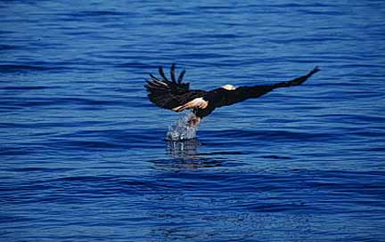 Image of a bald eagle catching a fish to feed newly fledged young.