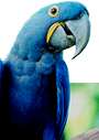 Image of a hyacinth macaw.