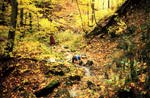 Image of a first-order stream in a forested area of the Wheeling Creek watershed.  This image links to a more detailed image.