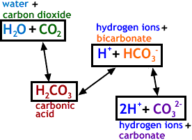 Image of a graph that displays the chemical reactions of the bicarbonate buffering system.  Please have someone assist you with this.