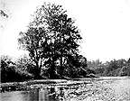 Image showing a scene on Big Wheeling Creek in 1904.  This image links to a more detailed image.