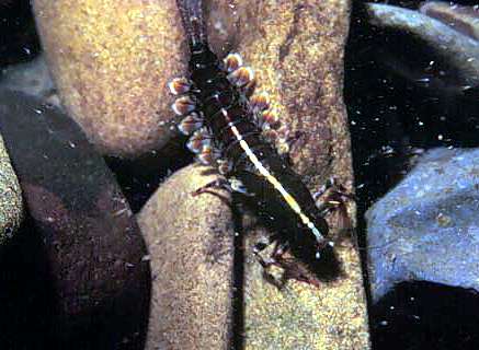 Image of the mayfly Isonychia biocolor.