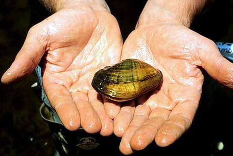 Image of a muscle, mollusk, or Bivalve (clamed-up).